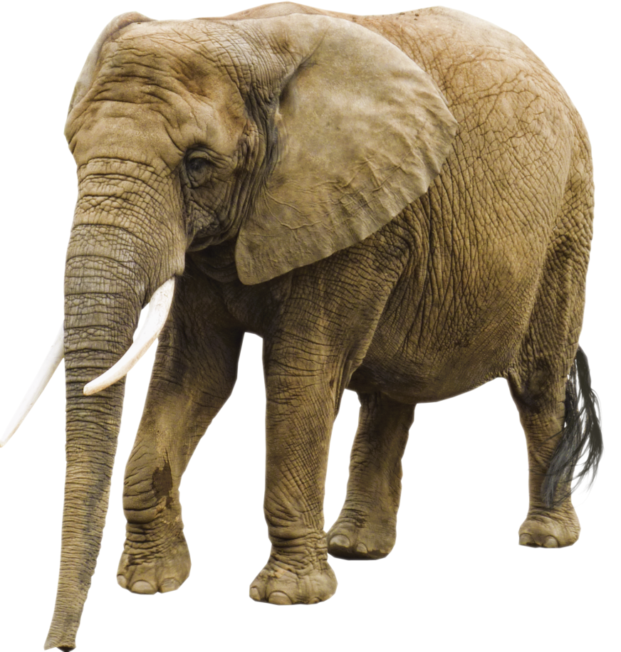 Kulu the elephant